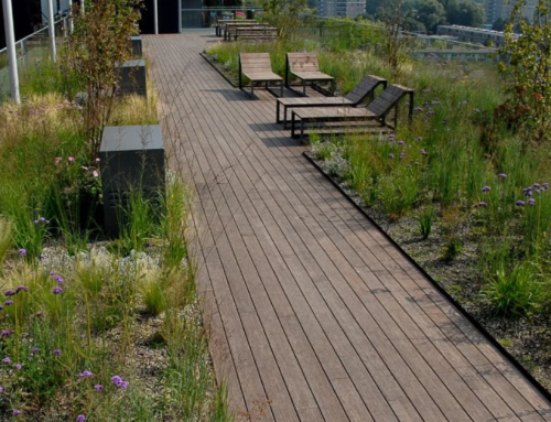A green roof is good, a blue-green roof is even better
