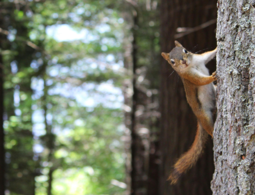 Using trees to reduce the insulation effect